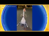 Woman and pet goose dress up in ‘Beetlejuice’