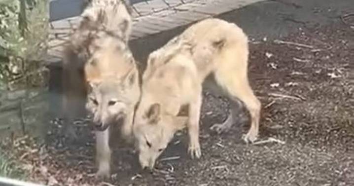 Police issue update after officers capture three 'wolves' roaming streets of town