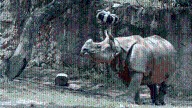 Zoológico de Guadalajara protege especies en peligro de extinción