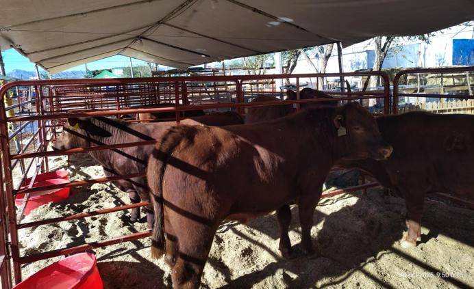 Muestra avances del Campo de Samalayuca y el Valle en EXPOGAN