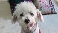 La despedida a Marcelito, el caniche que conquistó las redes