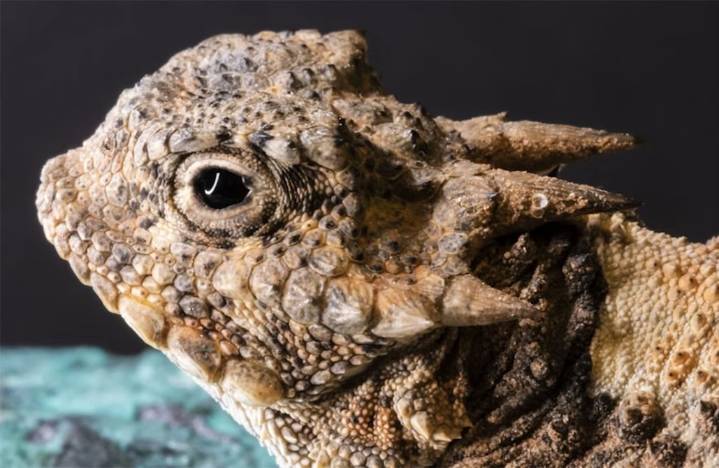 Uno de los animales más extraños del planeta vive en Estados Unidos: se infla hasta el doble de su tamaño, su piel está llena de púas y expulsa sangre tóxica por los ojos