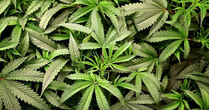 St. Louis cannabis company owes its lender over $400,000