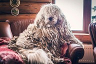 13 High-Maintenance Dog Breeds That Require Salon