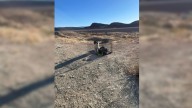 Hikers Find Puppies Locked In A Cage In Utah Desert And Launch A Race To Save Them