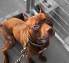 Perro ataca y desfigura a niña mientras regresaba de la escuela