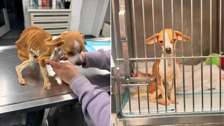 Malnourished Puppy Discovered In New York Apartment Hallway Begins Her Fight For Survival