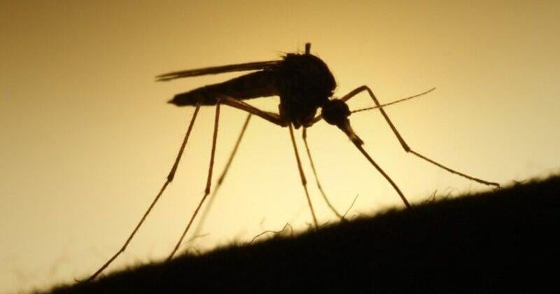 West Nile virus reported in Vanderburgh County; County among top 10 for cases in the US