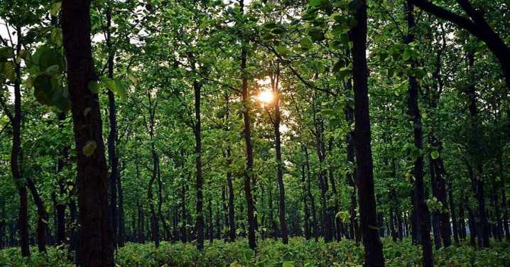 Supreme Court clears Jharkhand’s plan to declare 31,468 hectares of Saranda as sanctuary