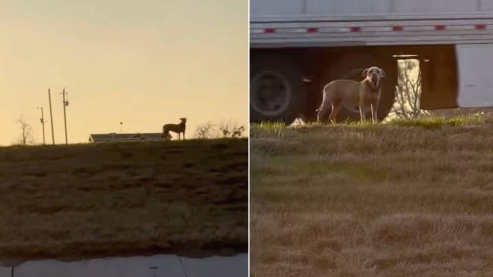 Driver Sees A Pup Stranded On Texas Highway Median And Slams On The Brakes