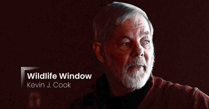 Wildlife Window: October oversees the change from summer to fall to winter