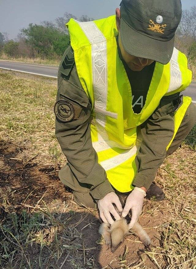 Gendarmes rescatan una cría de oso melero que huía de la zona afectada por los incendios forestales en Orán