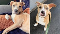 Oregon Pittie Overcomes Heartache And Smiles Brightly In New Loving Home