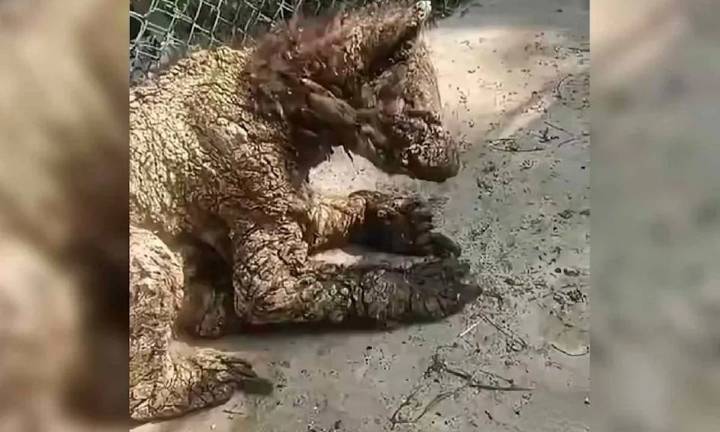 Retira Samuel García información pública, tras escándalo con animales en cautiverio