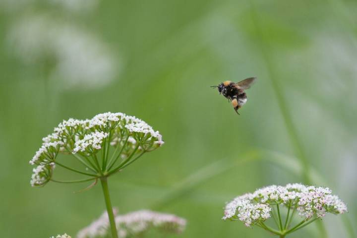 Plight of the bumblebees: How commercial pollination is putting wild species at risk