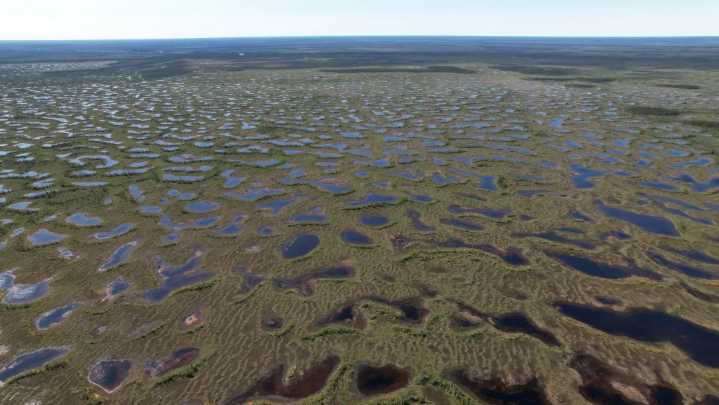 The humble plant that could save the world