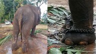 Sri Lanka forms panel after Thailand raises  concern over health of gifted elephants