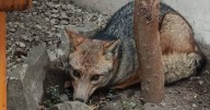 Liberaron a un zorro que encontraron en el centro de San Martín: qué hacer ante el hallazgo de un animal silvestre