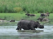 Wildlife flee as floods swamp Indian parks