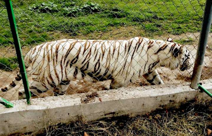 Hallan muerto al tigre de bengala que se había fugado de zoológico