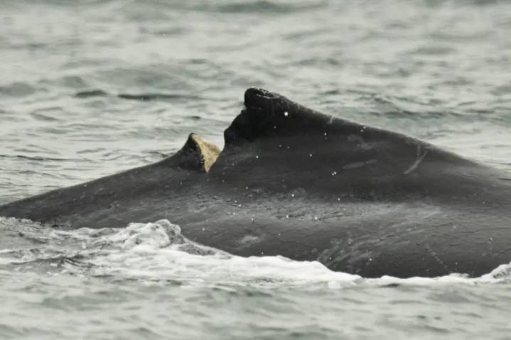 Humpback calf being monitored after it was struck by Hullo ferry in Vancouver