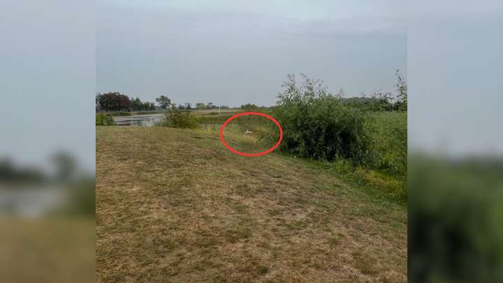 Michigan Rescuers Discover Two Abandoned Souls On A Golf Course And Change Their Fate