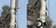 Más de dos mil abejas desatan pánico en San Luis: vecinos exigen medidas urgentes ante colmena en poste cerca a viviendas y colegios