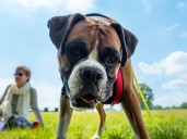 El suplemento para artritis canina más vendido que mejora la movilidad en 30 días