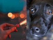 ¿Por qué los fuegos artificiales afectan tanto a perros y gatos?