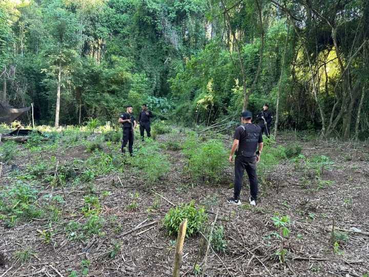 Descubren plantación de marihuana durante un Mega Operativo en San Pedro