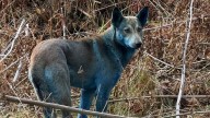 Dogs Reportedly Seen Turning Bright Blue in The Chernobyl Exclusion Zone