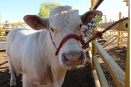 Detectan gusano barrenador en Montemorelos, Nuevo León