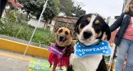 Convet Fest 2025: Parque de la Exposición será sede del mayor festival gratuito para mascotas en Perú