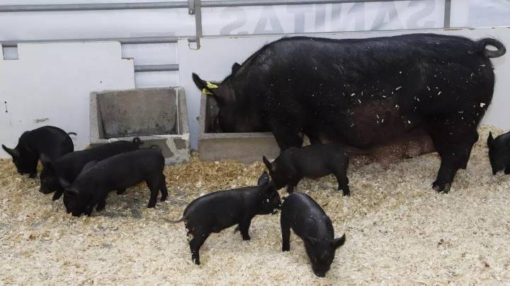 De casi extinguido a emblema gastronómico: el chato murciano obtiene el sello ‘100% Raza Autóctona’