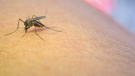 Adiós a los mosquitos: 3 métodos caseros para espantarlos sin usar químicos