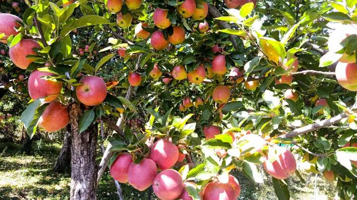 Kashmir’s cold chain boost helps apple farmers cut losses, earn more