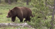 Hunters fire handguns, deploy bear spray in separate Montana grizzly encounters