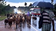Bengaluru weather: Traffic woes likely in store for IT hub as IMD forecasts more rain