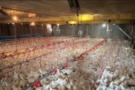 "La industria avícola tiene un gran futuro en Entre Ríos", aseguró un productor