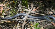 Snakes alive! Venomous vipers strike like lightning