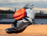 Carrier pigeons with little backpacks could soon deliver cannabis
