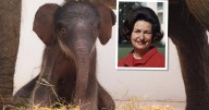 Texas Zoo names elephant after First Lady Lady Bird Johnson