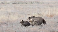 WGFD relocates adult female grizzly, two cubs to Grassy Lake drainage