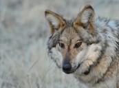 California wildlife officers euthanize several gray wolves after attacks on livestock