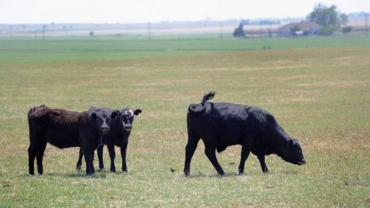 Trump defiende los aranceles a las importaciones de ganado, pero urge a los productores ganaderos del país a bajar los precios de la carne