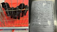 North Carolina Shelter Finds Puppies And A Note That Reveals A Homeless Man’s Heartbreaking Choice
