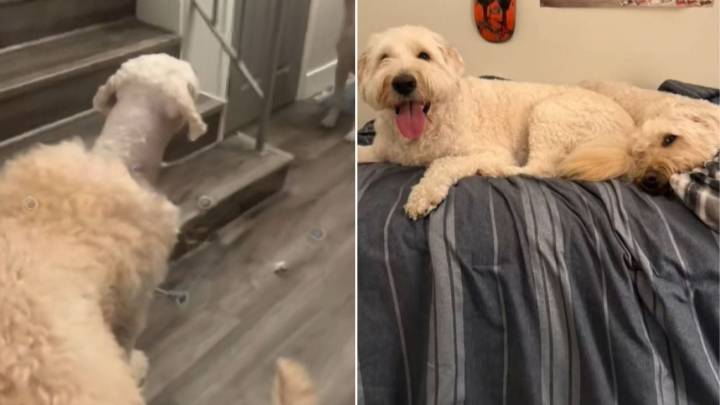 New York Woman Finds Something Unusual When She Retrieves Her Dog From The Groomer