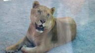 ¡El felino más grande del mundo está en Parral! ¿Cómo llegar la Granja del Carmen para ver a un ligre?