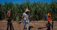 Heat stress research in California focuses on farmworkers