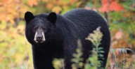 Arkansas Man Shared Photos Of Bear To Family Members. Apparently, The Animal Killed Him Days Later